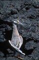 Bihoreau violacé des Galapagos (Nycticorax violaceus pauper) - île de Santiago - Galapagos Ref:36846